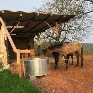 Bild: Weide in  Rheinfelden (Baden)