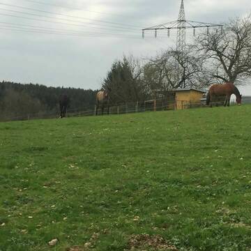 Bild: Weide in  Rheinfelden (Baden)