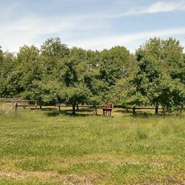 Koppel im Obstgarten