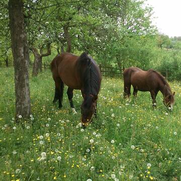 Bild: Stall in  Olpe