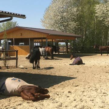 Mittagspause im Aktivstall