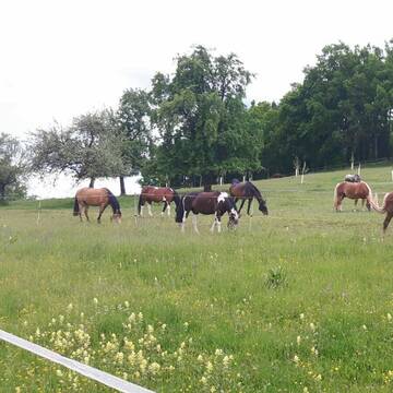 Bild: Stall in  Rottweil