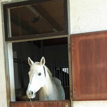 Bild: Stall in  Wald