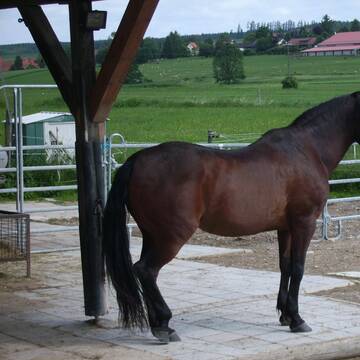Bild: Stall in  Dünzelbach