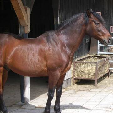 Bild: Stall in  Dünzelbach