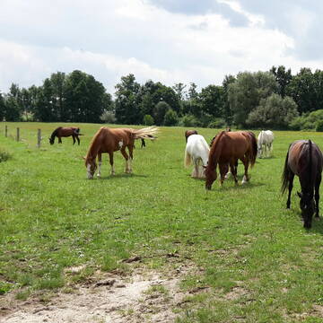 Bild: Stall in  Weichs