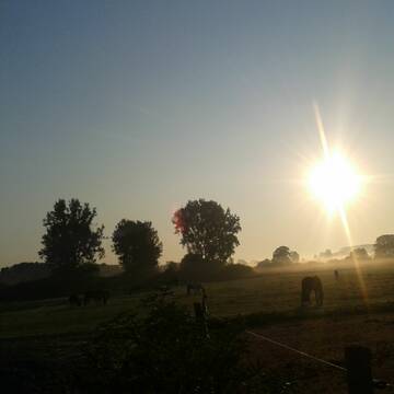 Koppel im Hochsommer über Nacht