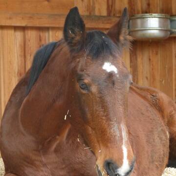 Bild: Stall in  Eitorf