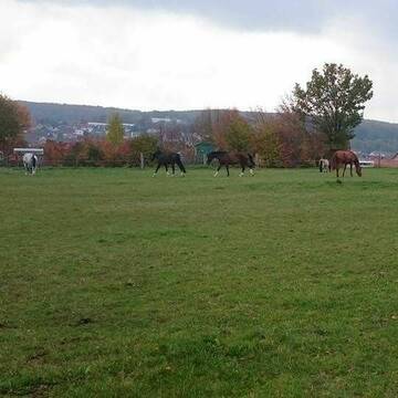 Bild: Stall in  Wiernsheim