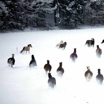 Bild: Stall in  Aystetten
