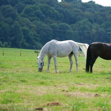 Bild: Weide in  Leichlingen