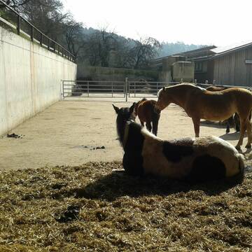 Bild: Stall in  Tübingen