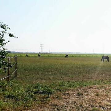 Bild: Stall in  Groß-Gerau