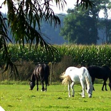 Unsere Sommerwiesen, direkt am Hof gelegen