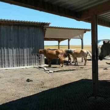 Blick auf einen Teil des Paddocks