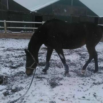 Longiercirkel mit Allwetterboden
