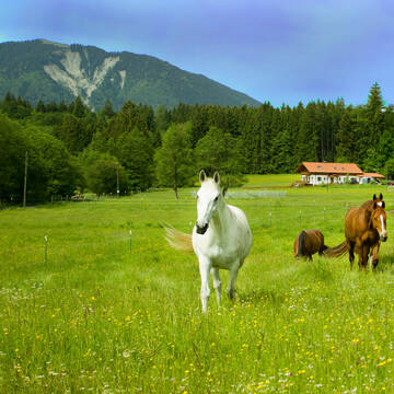 Bild: Stall in  Murnau am Staffelsee