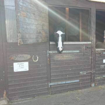 Nebenstall mit 11 Boxen, 255,00 EUR