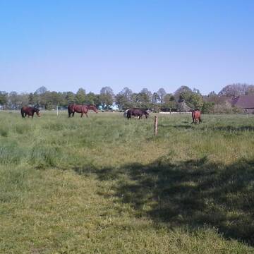 Bild: Stall in  Schuir