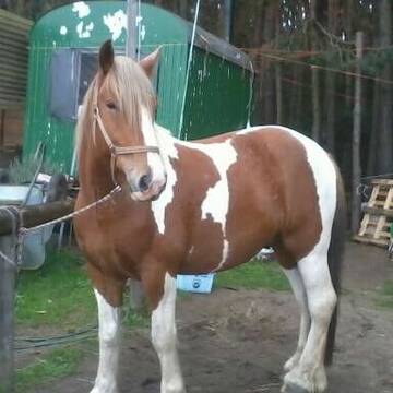 Bild: Reitbeteiligung in  Philippsthal