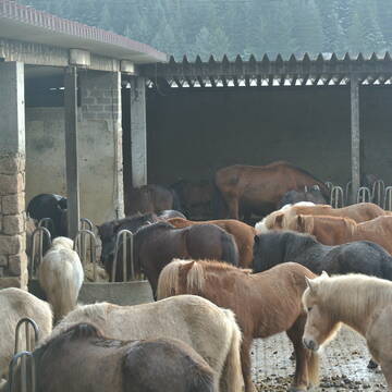 Großgruppen-Offenstall mit gepflastertem Laufhof