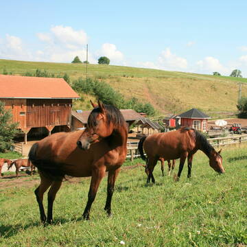 Bild: Stall in  Schwabsoien