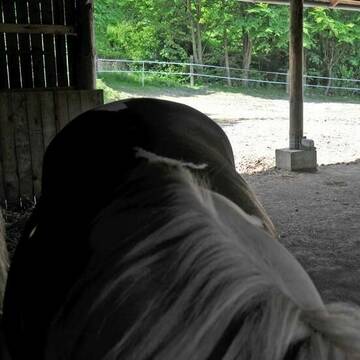 Bild: Stall in  Overath