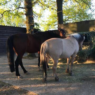 ausgeglichene glückliche Pferde