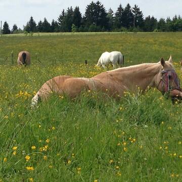 Bild: Service in  Weitnau