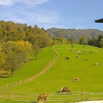 Bild: Stall in  Glottertal