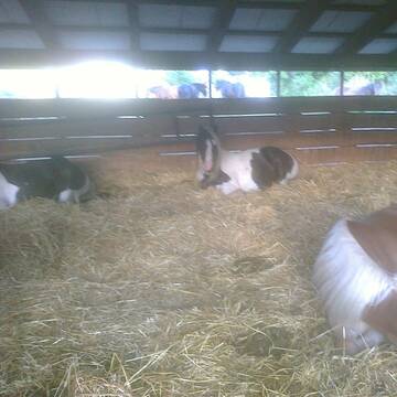 Bild: Stall in  Glottertal