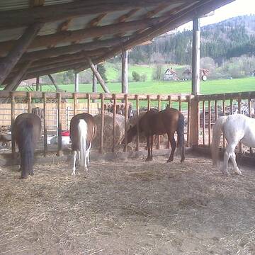 Bild: Stall in  Glottertal