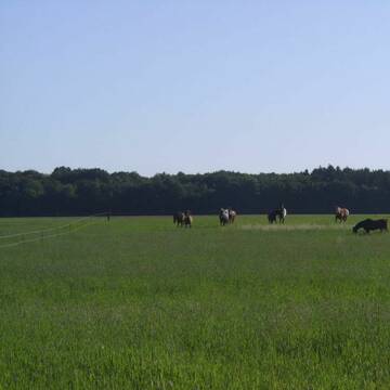 Bild: Stall in  Swisttal