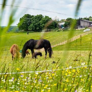 Bild: Stall in  Buchen (Odenwald)