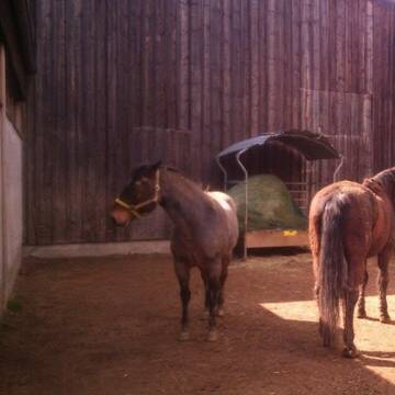 Blick in einen der Ställe (Flächen befestigt)