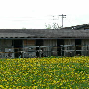 Bild: Stall in  Moosach