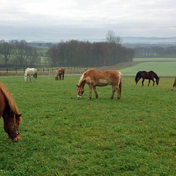 Bild: Stall in  Holzwickede