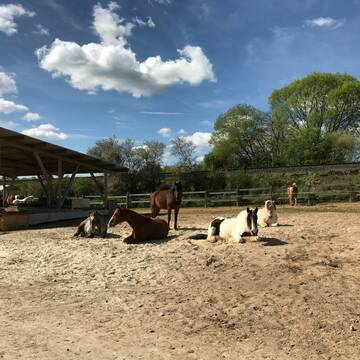 Entspannung auf dem Sandplatz