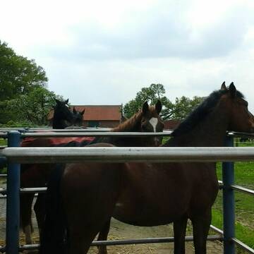 Innenboxen mit Außenpaddock