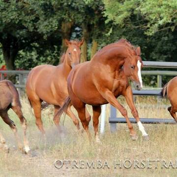 Wiesen direkt am Hof