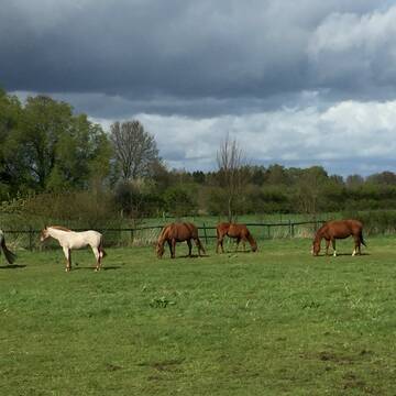 Sommerweide ganztägig in einer Herde möglich