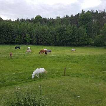Bild: Stall in  Emelsdorf