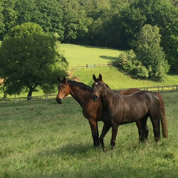 Bild: Stall in  Witten
