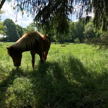 Bild: Stall in  Altwarmbüchen