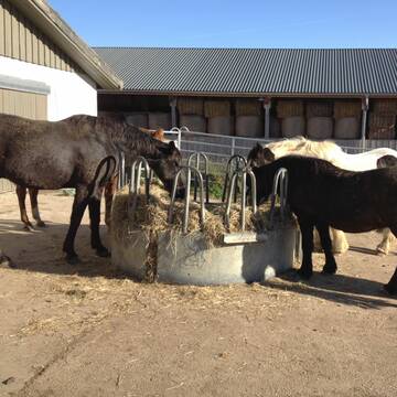 Rundraufen stehen vor jedem Liegestall