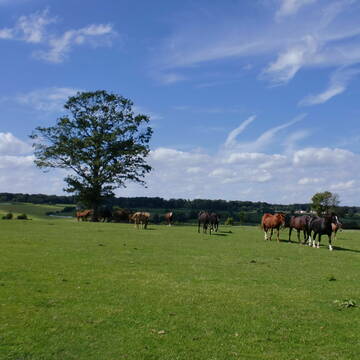 jede Herde verfügt über mehrere Hektar Weideflä