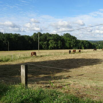 Bild: Stall in  Altleiningen