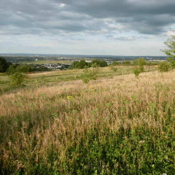 Bild: Stall in  Bornheim