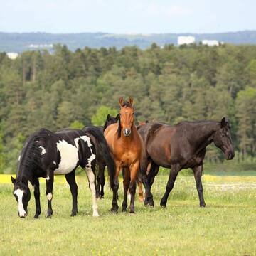 Bild: Stall in  Gechingen