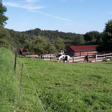 Weide direkt am Stall